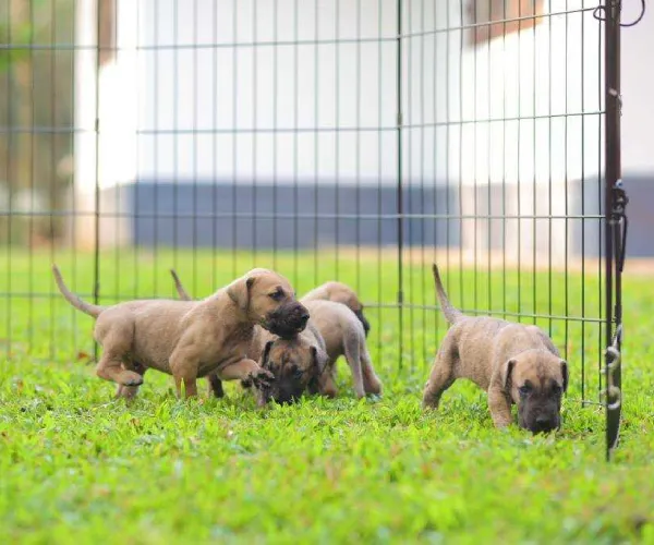 Buy Great Dane puppy in Bangalore