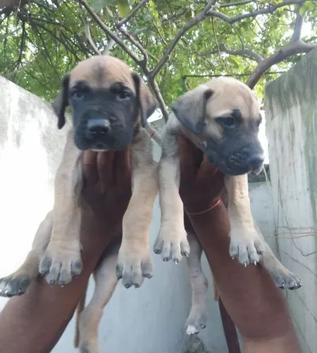 Buy Great Dane puppy in Delhi