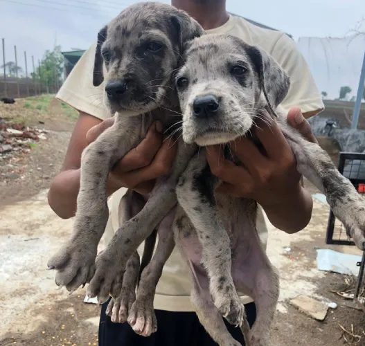 Buy Great Dane puppy in Pune