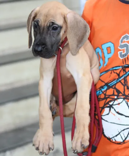 Buy Great Dane puppy in Hyderabad