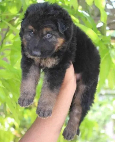 Buy German Shepherd  puppy in India
