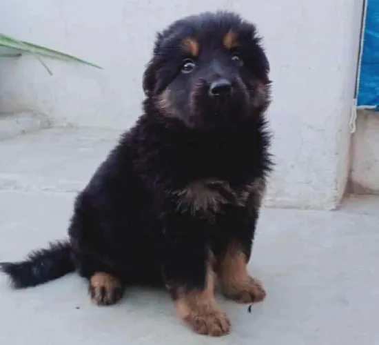 Buy German Shepherd puppy in Chennai