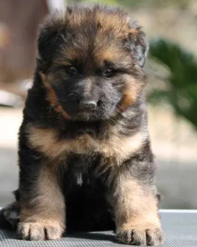 Buy German Shepherd puppy