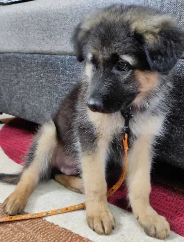 Buy German Shepherd puppy in Bangalore