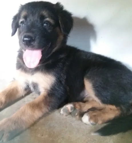 Buy German Shepherd puppy in Bangalore