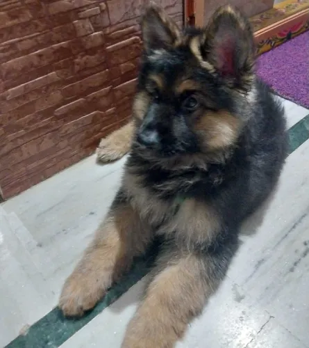 Buy German Shepherd puppy in Delhi