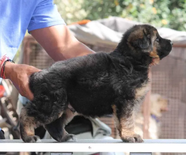 Buy German Shepherd puppy in Mumbai