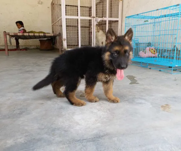 Buy German Shepherd puppy in Delhi