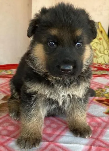 Buy German Shepherd puppy in Mumbai