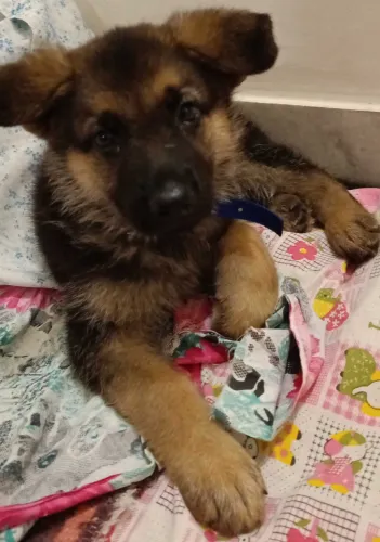 Buy German Shepherd puppy in Pune