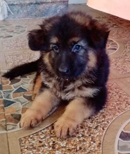 Buy German Shepherd puppy in Pune