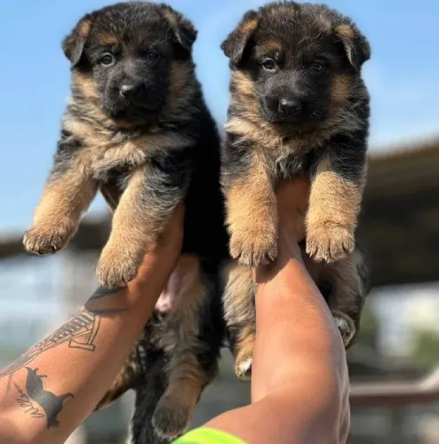 Buy German Shepherd puppy