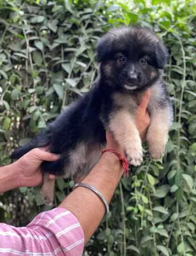 Buy German Shepherd puppy in Hyderabad