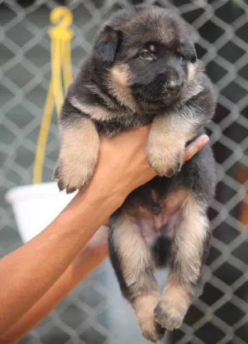 Buy German Shepherd puppy in Hyderabad
