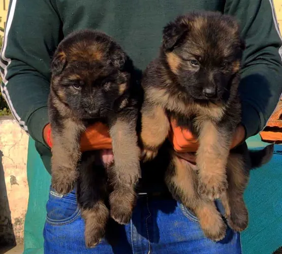 Buy German Shepherd puppy in Chennai