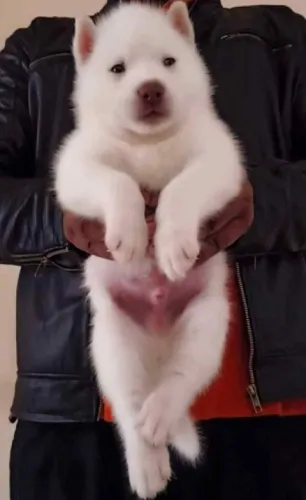 Buy Siberian Husky puppy in Mumbai