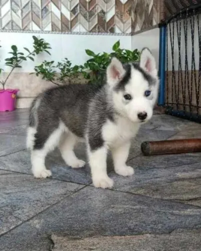 Buy Siberian Husky  puppy in India