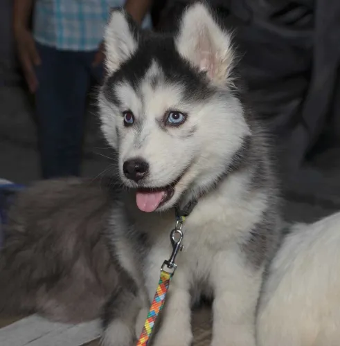 Buy Siberian Husky puppy in Chennai