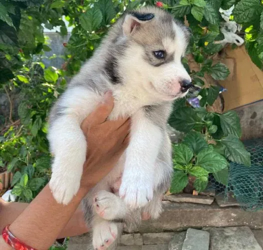 Buy Siberian Husky puppy in Delhi