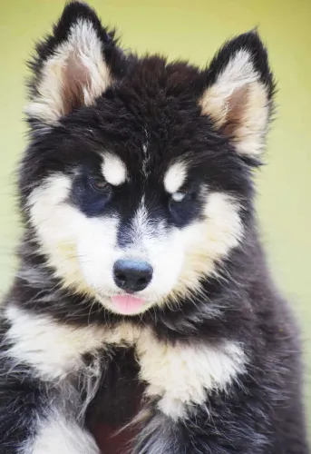 Buy Siberian Husky puppy in Pune