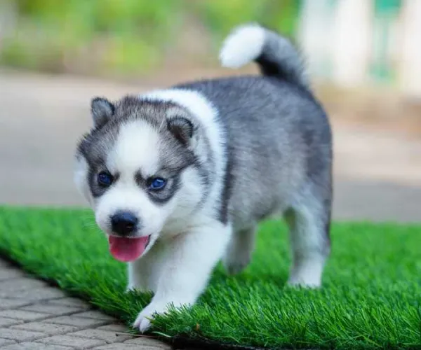 Buy Siberian Husky puppy