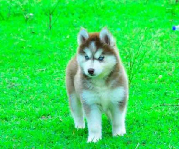 Buy Siberian Husky puppy in Chennai