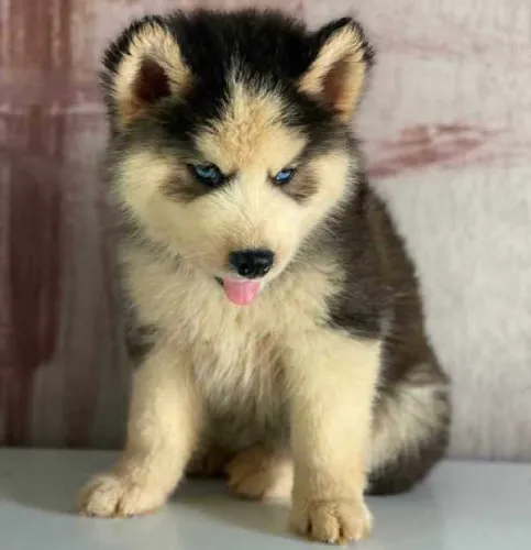 Buy Siberian Husky puppy in Bangalore