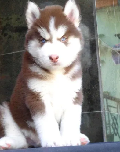 Buy Siberian Husky  puppy in India