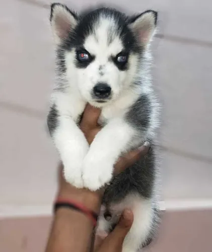 Buy Siberian Husky puppy in Hyderabad