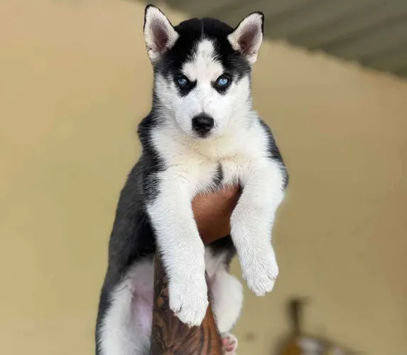 Buy Siberian Husky puppy