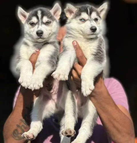 Buy Siberian Husky puppy in Bangalore