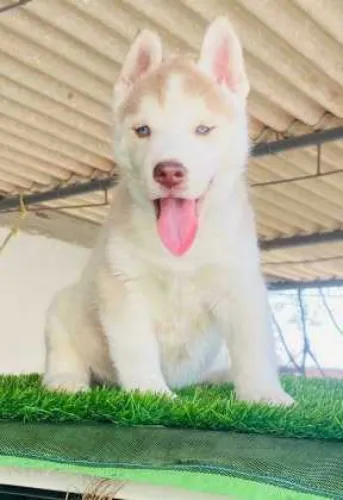 Buy Siberian Husky puppy in Hyderabad