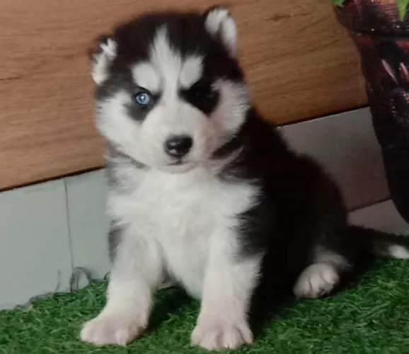 Buy Siberian Husky puppy in Pune