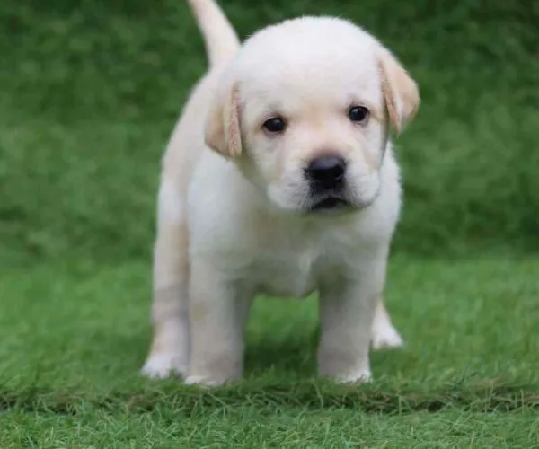 Buy Labrador Retriever puppy in Mumbai