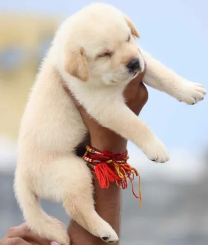 Buy Labrador Retriever puppy in Chennai