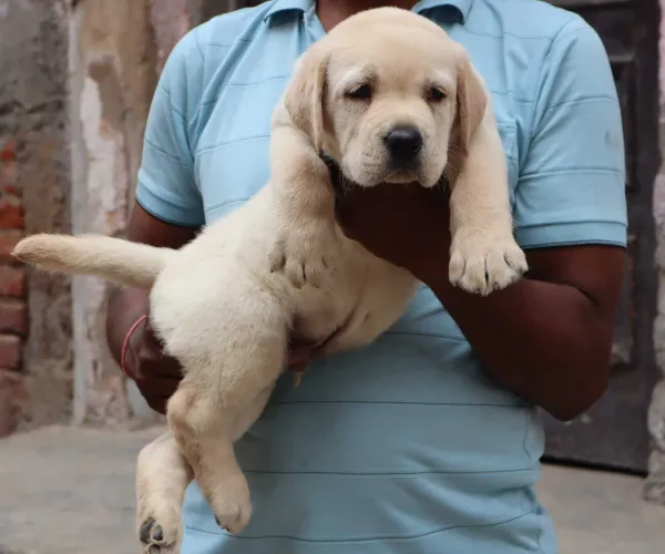 Buy Labrador Retriever puppy in Pune