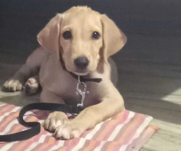 Buy Labrador puppy in Delhi