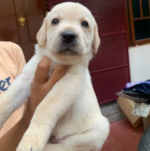 Buy Labrador Retriever  puppy in India