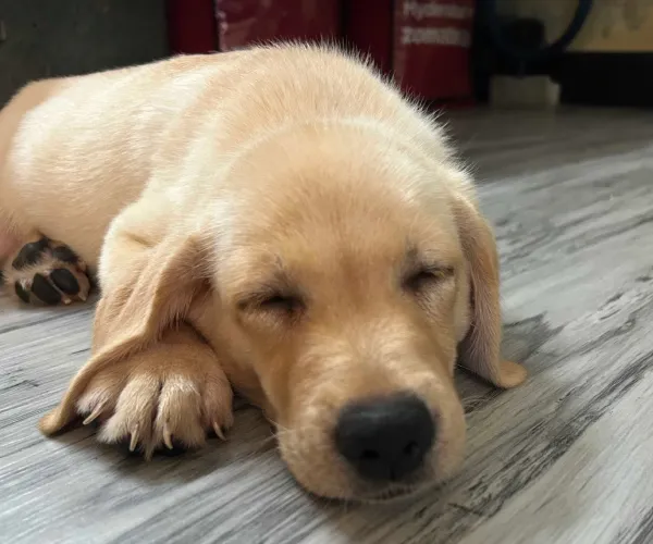 Buy Labrador Retriever puppy in Mumbai