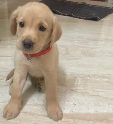Buy Labrador Retriever puppy in Hyderabad