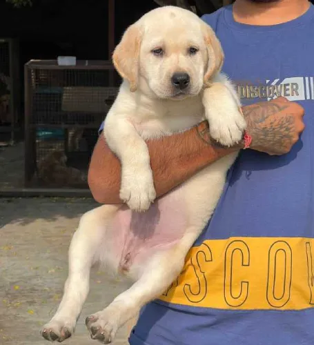 Buy Labrador  puppy in Bangalore
