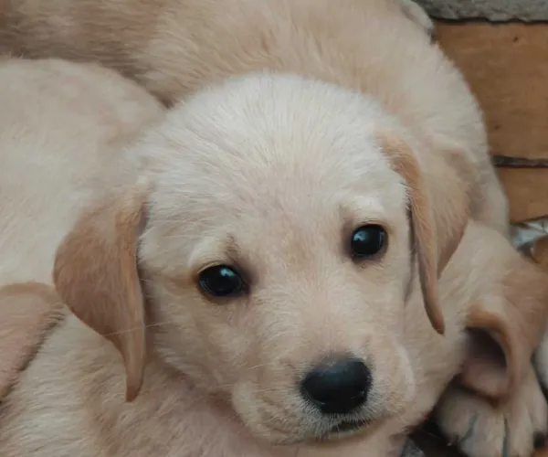 Buy Labrador puppy in Delhi