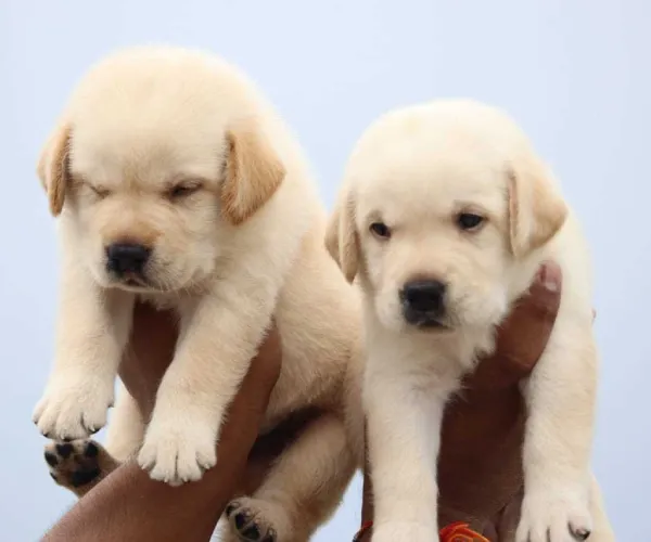 Buy Labrador  puppy in Bangalore