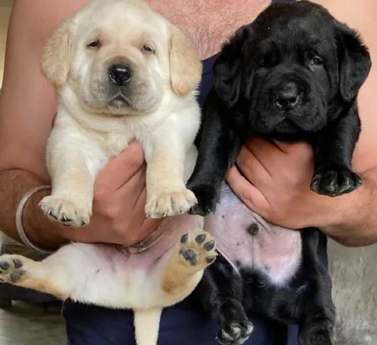 Buy Labrador Retriever  puppy in India