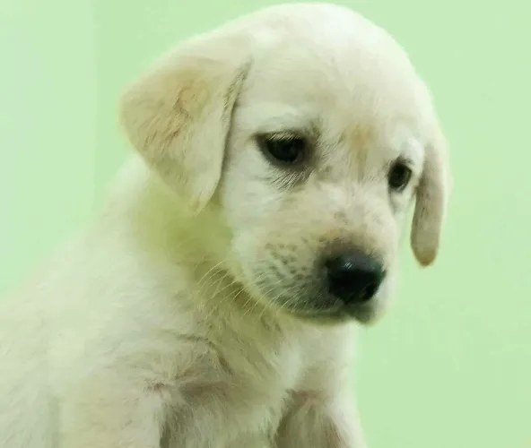 Buy Labrador Retriever puppy in Hyderabad
