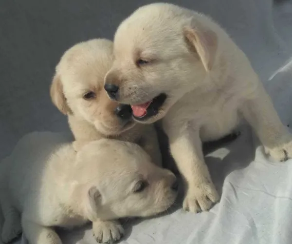 Buy Labrador Retriever puppy in Chennai