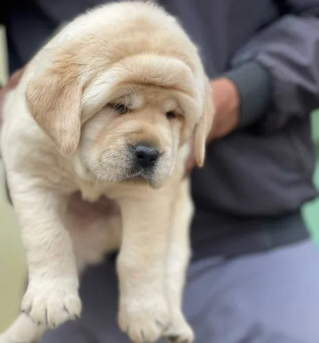 Buy Labrador Retriever puppy in Pune