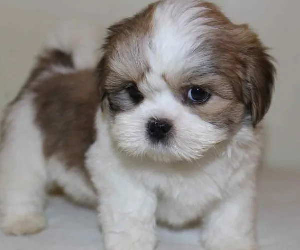 Buy Lhasa Apso puppy in Chennai