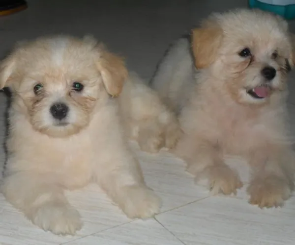 Buy Lhasa Apso puppy in Mumbai