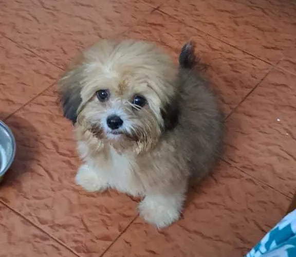 Buy Lhasa Apso puppy in Hyderabad
